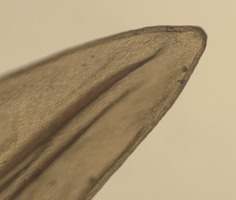 Orthothecium chryseon var. cochleariifolium